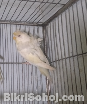 Japanese Budgerigar